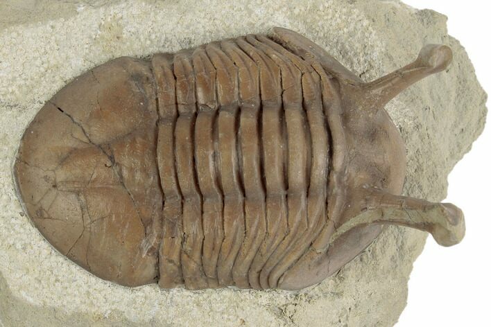 Stalk-Eyed Asaphus Kowalewskii Trilobite - Russia #191057